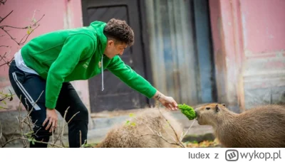 Iudex - Na zdjęciu piłkarz Śląska wyrywa kapibarze z wrocławskiego zoo ostatni liść s...