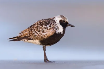 Lifelike - Siewnica (Pluvialis squatarola) [w szacie godowej]
Autor
#photoexplorer #f...