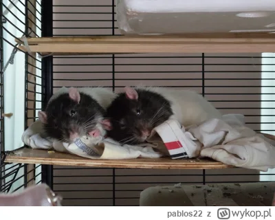 pablos22 - #szczury