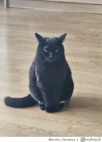 Mierzko_Pierwszy - #pokazkota

Czy małej czarnej kotce wolno plusa?