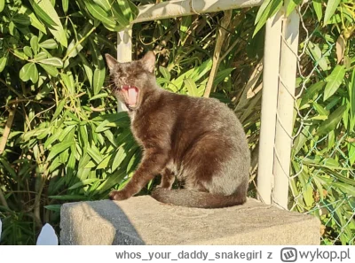 whosyourdaddysnakegirl - @whosyourdaddysnakegirl

Ok to pa. ( ͡° ʖ̯ ͡°)

#przegryw