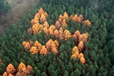 Atreyu - @Mietowy_: Ty nie znasz możliwości leśników ( ͡º ͜ʖ͡º)