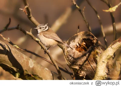 okoniaczek - No i spotkałam koleją sikorkę do kolekcji. Czubatka ᶘᵒᴥᵒᶅ Tą przyłapałam...