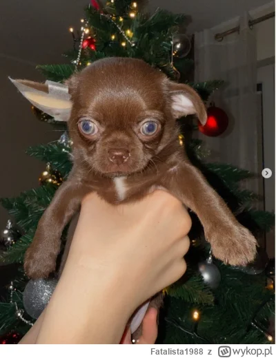 Fatalista1988 - Obawiam się że ten pies zakończy żywot tam gdzie większość zakupów tu...