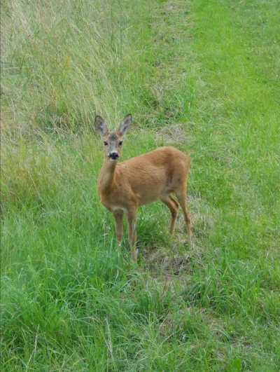 HieronimJosifBruegel - Patrzcie, co wczoraj ustrzeliłem telefonem z okna swojego domu...