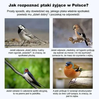 ilem - #ptaki #ciekawostki