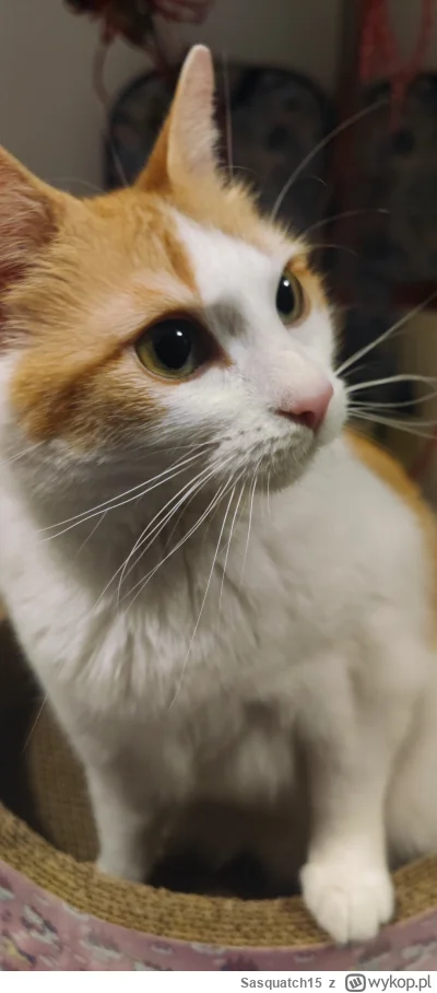 Sasquatch15 - #pokazkota #wypozyczalniakotow #koty