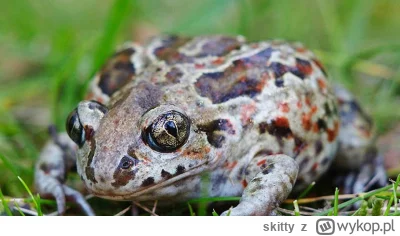 skitty - Sympatyczny ziomal z tego huczka #1z10