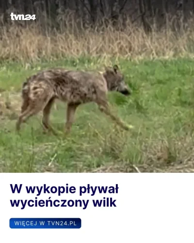 pozpozi - Wszystko dobrze u @Wilk? #heheszki