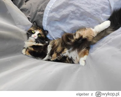 elgebar - #pokazkota 
I wpadła w firankę