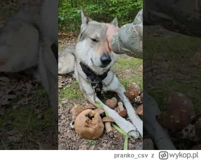 pranko_csv - Chciałem pokazać Wam jak pies może pomagać w wyszukiwaniu grzybów, muszę...