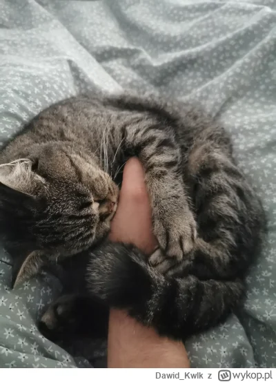 Dawid_Kwlk - #kitku przywiązanie. ʕ•ᴥ•ʔ



#pokazkota #koty