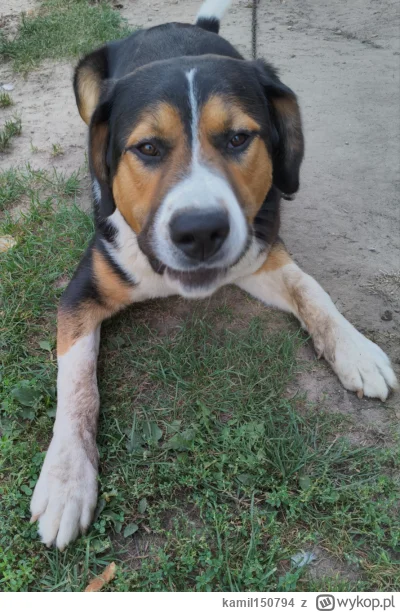 kamil150794 - #przegryw