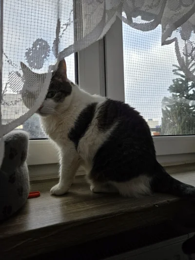 Solsith - @ntdsc: nie( ͡~ ͜ʖ ͡°)