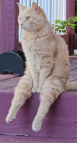 Selina_ - !#koteczkizprzypadku #zlodziejskiewybryki #koty