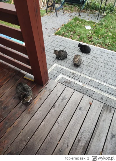 fcpierniczek - Patrzcie ile fajnych bezdomnych kitkow #koty