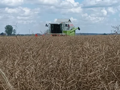 Choma_Brutus - Rzepak poszedł pod kosę, średnia wyszła 3,2t z ha. Więc średnio w sumi...