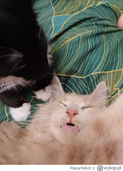 PijanySzkot - #pokazkota #kot nie ma to stworzenie zbyt wielu zmartwień xD
