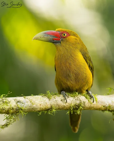 Lifelike - Tukaniec (Pteroglossus bailloni)
Autor
#photoexplorer #fotografia #ornitol...