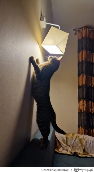 CzlowiekMagnetowid - xD
Zuzannę śmietnikową adoptowałem przez przypadek 31.12.24. Ma ...