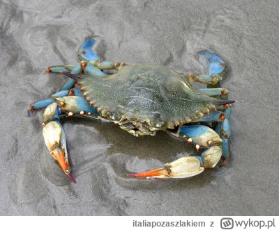 italiapozaszlakiem - 🌊🦀 Niebieskie kraby na dobre zaatakowały włoskie wybrzeże! 😱�...