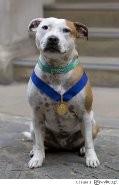 Casuel - Super pies uratował dom w Grębocicach. Zadziałał jak czujka!

Psy nam służą ...