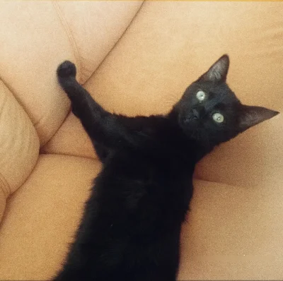 Ytarka - ( ⴲ﹏ⴲ)/

Winna. 

#ninjakot #koty #pokazkota #zwierzaczki #smiesznekotki #sm...