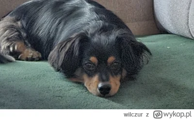 wilczur - @fsfdjf To w ogóle wolno inaczej?