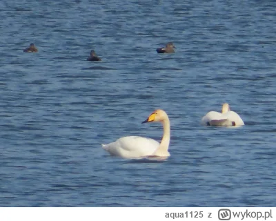 aqua1125 - #ptaki #ornitologia Widziałem w marcu łabędzie krzykliwe. Za nimi są jakie...