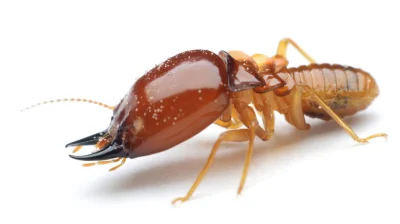 Reinspired - Biedny termit.
