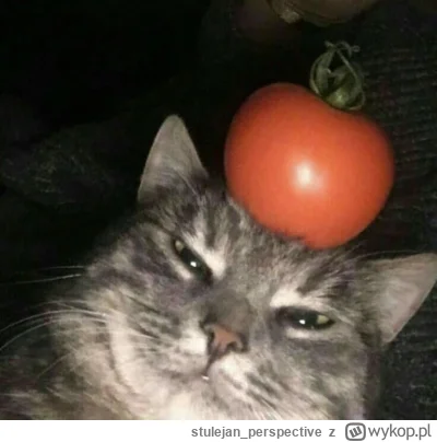 stulejanperspective - @chlopgminny
