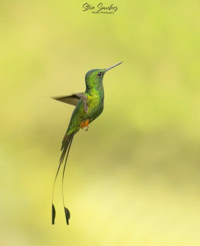 Lifelike - Furczak (Ocreatus peruanus)
Autor
#photoexplorer #fotografia #ornitologia ...