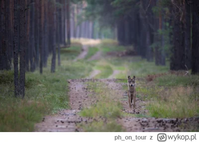 phontour - Kurka, szkoda, że tak nie dyskutujecie o borsukach :D albo raniuszkach bo ...