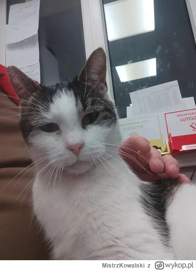 MistrzKowalski - Musiałem uśpić kitku i jest mi z tym źle stary chłop, ale pełny uczu...