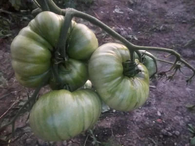 Gruboklates - @Gruboklates: