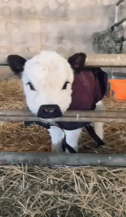 Uuroboros - Jaka to rasa pieska? Czy jest agresywna?