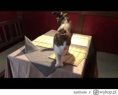 aptitude - Co byście zrobili, jakbyście poszli do restauracji a nagle kot chodzi wam ...