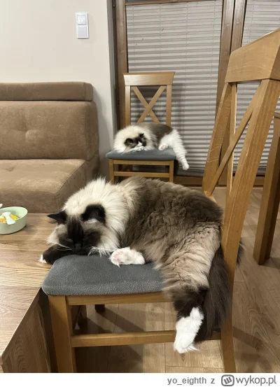 yo_eighth - Koty dwa. 
#koty #pokazkota #wykopragdollclub