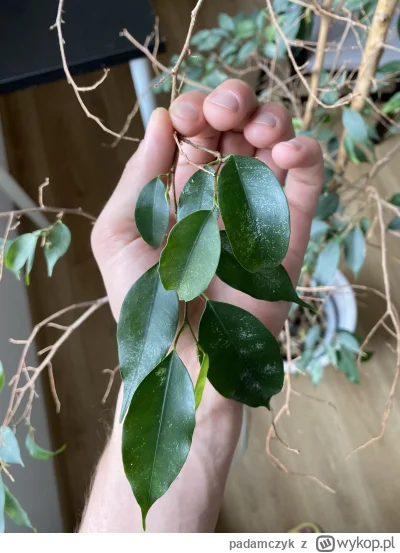 padamczyk - Cześć Mireczki, pomocy (╯︵╰,)

Totalnie nie mam pojęcia co to jest na liś...