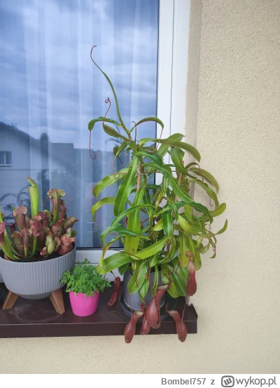 Bombel757 - @Bombel757