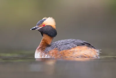 Lifelike - Perkoz rogaty (Podiceps auritus)
Głos
Autor
#photoexplorer #fotografia #or...