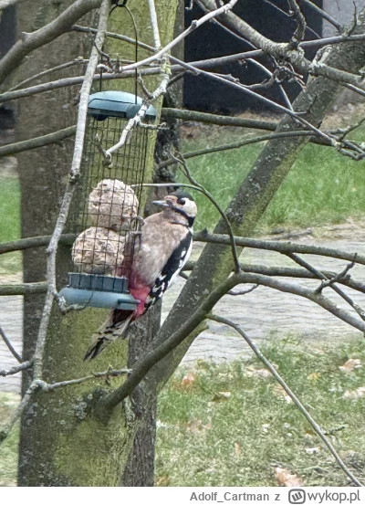 AdolfCartman - @AdolfCartman