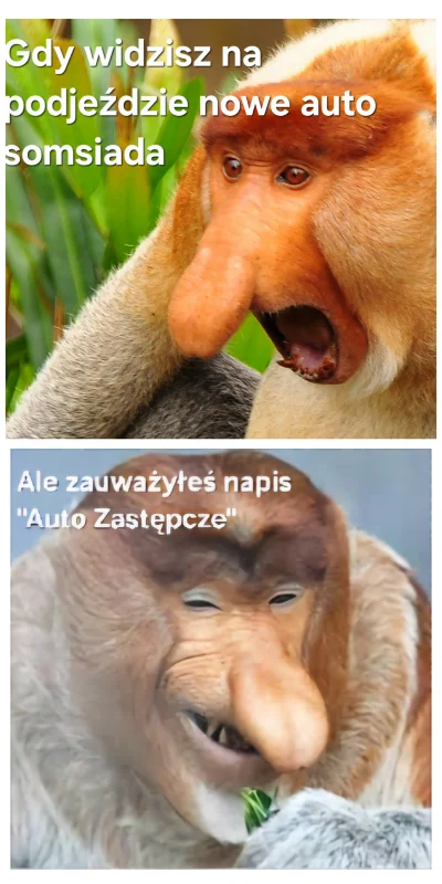 Bellucci7 - XD #nosaczsundajski #humorobrazkowy #heheszki