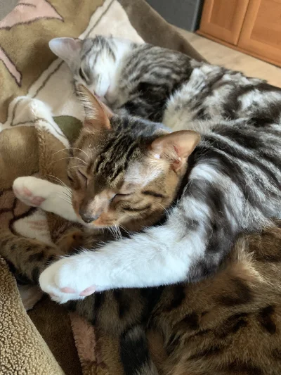 Lujdziarski - Ze starym na plecach #pokazkota #dziarskikacperek