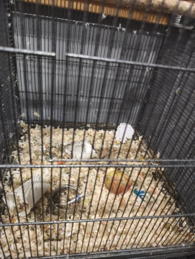 walokid - Jak mnie w końcu aresztują za walenie konia to tak będzie wyglądała moja ce...