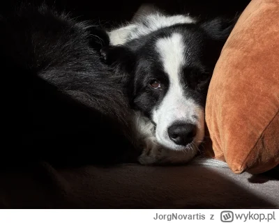 JorgNovartis - A ja nadal nie mam kogo pogryźć :(

#psy #pokazpsa #pies