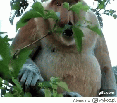 Atomus - @diamondhands: