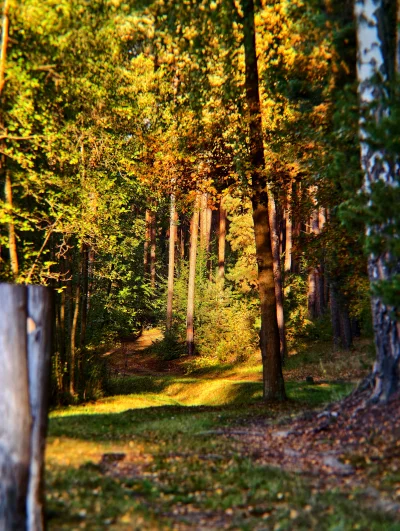 KrzysztofWu - #spierdotrip #natura #las #fotografia #fotografiamobilna #jesien #jesie...