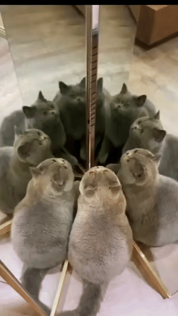 Arvin - #koty #smiesznekotki