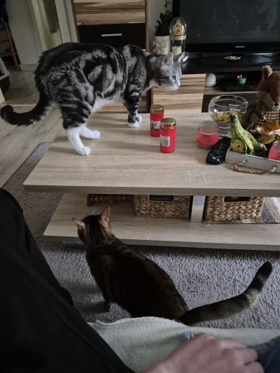 Lujdziarski - #pokazkota #dziarskikacperek U nas święta zmarłych się nie obchodzi, bo...